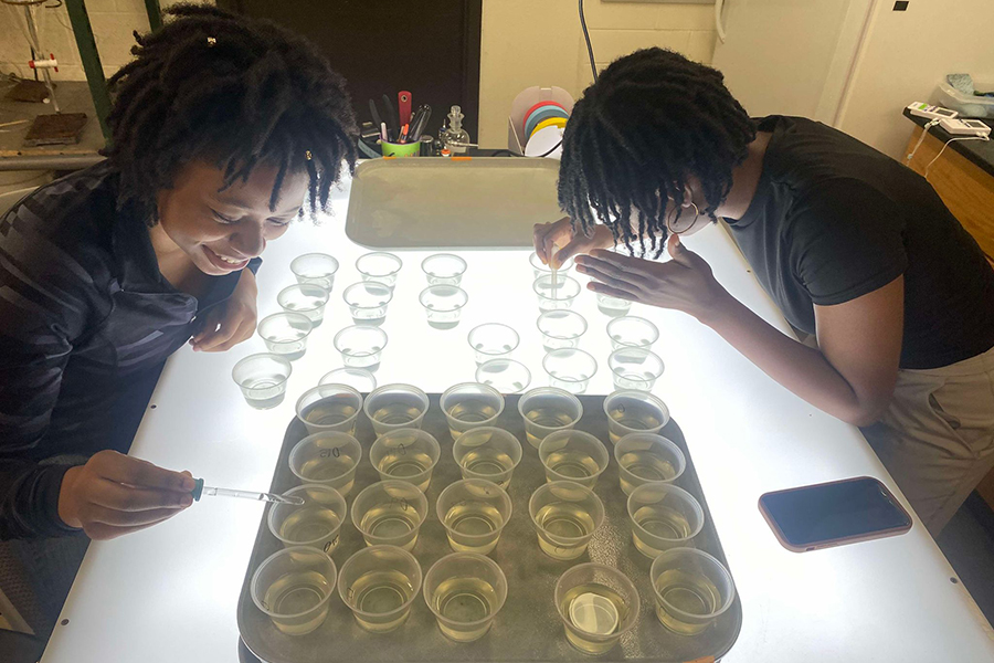 University of Wisconsin-Superior student Oreoluwa Sofolahan, left, has been named a ‘Bridging the Divide’ campus leaders for the 2024 fall semester by the Tommy G. Thompson Center on Public Leadership. Sofolahan is pictured with fellow Lake Superior Research Institute student researcher Esther Ipaye performing C. Dubia transfers on a light table.