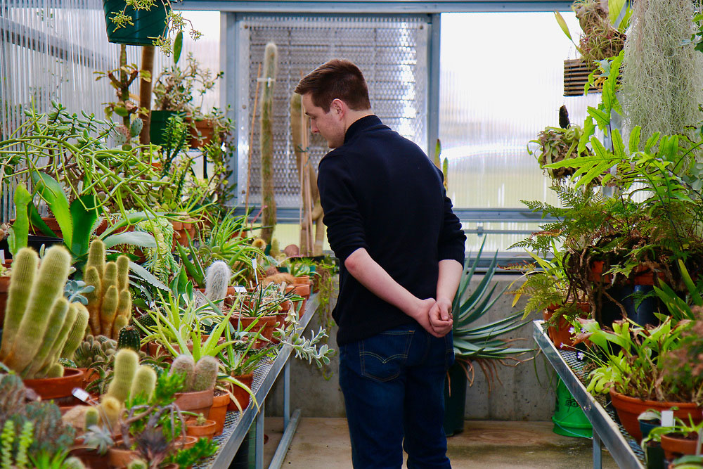 Greenhouse interior with cacti